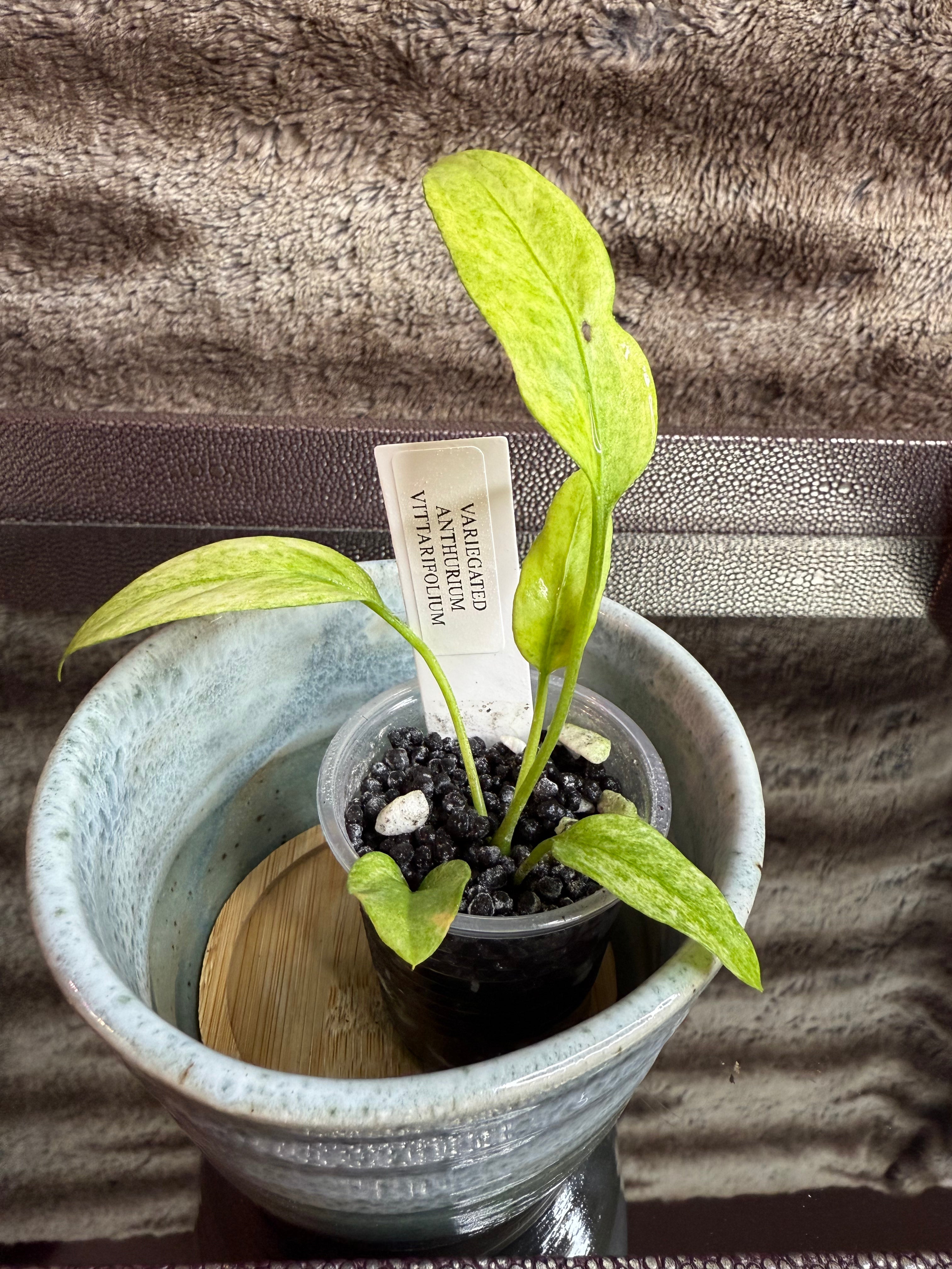 Anthurium Vittarifolium Variegated