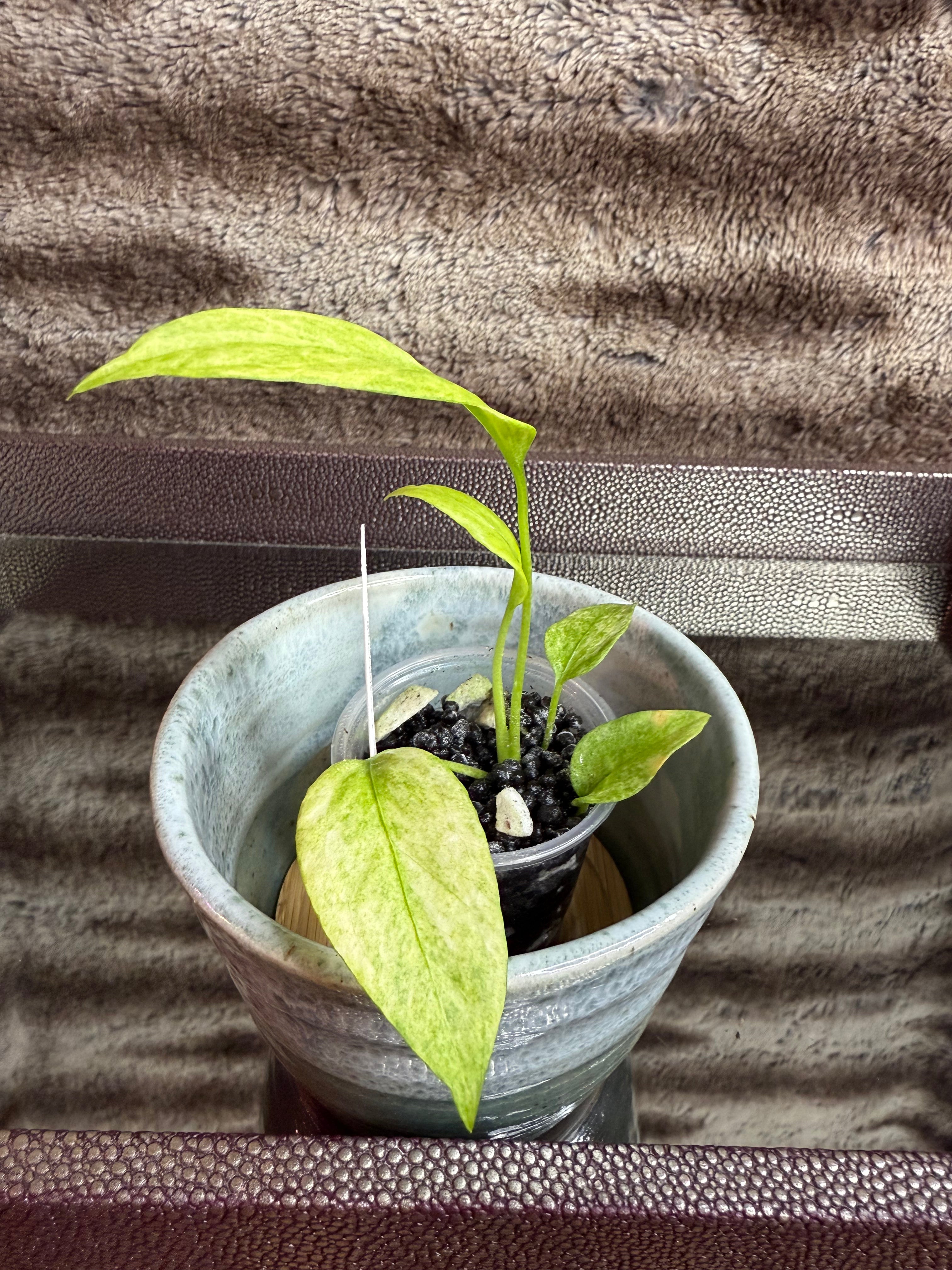 Anthurium Vittarifolium Variegated
