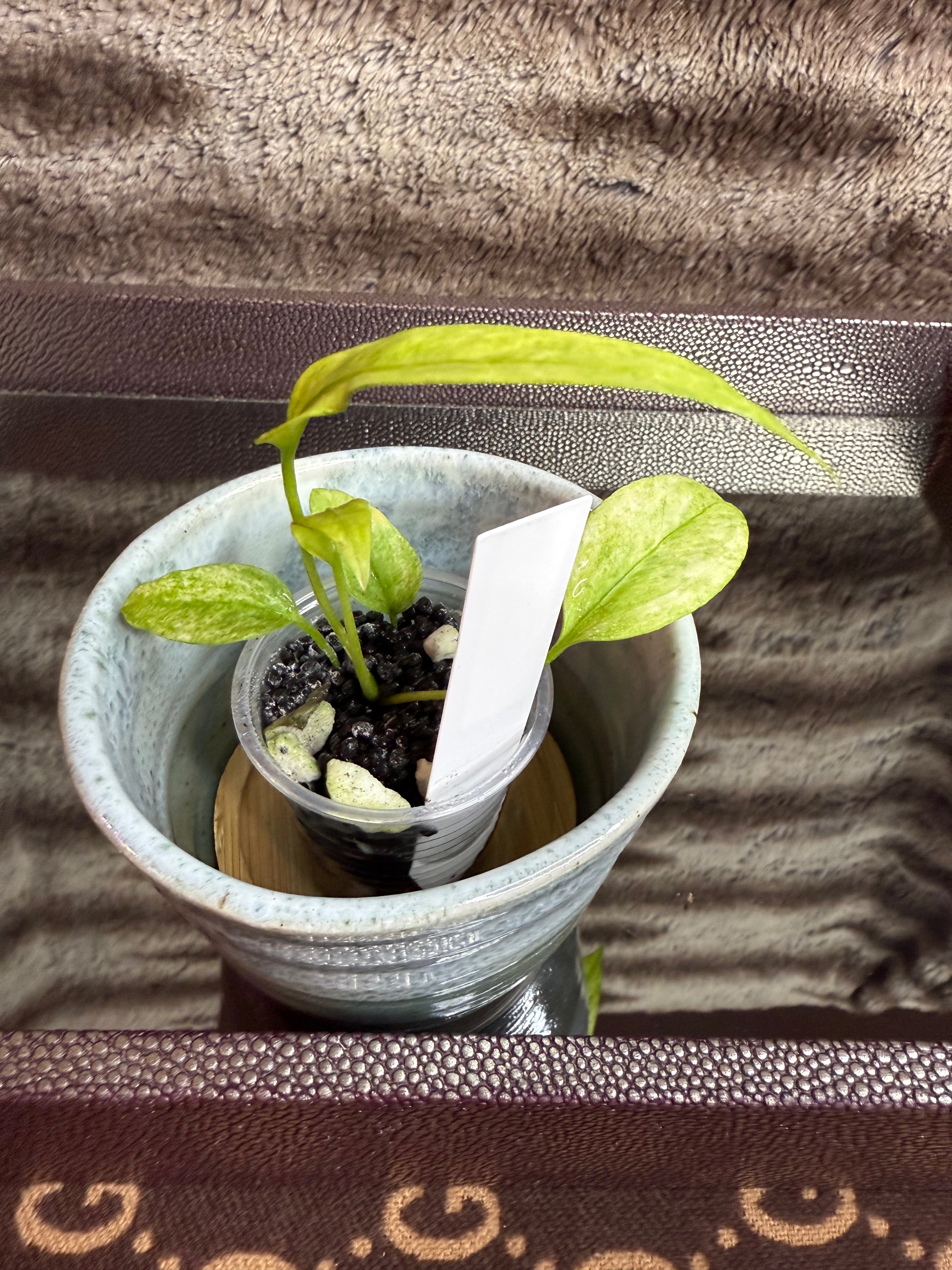 Anthurium Vittarifolium Variegated